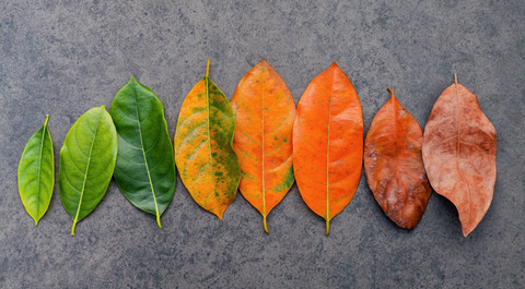 From Reactive to Proactive: The Role of Wearables in Preventative Healthcare for Seniors
